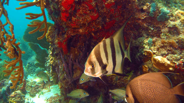 Coral-reef-Puerto-Morelos